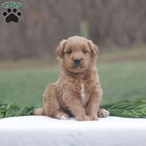 Holly, Goldendoodle Puppy